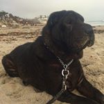 Profile Picture of Alyssa Schlosser (@shar_pei_clan) on Instagram