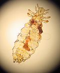 Profile Picture of Linognathidaeon Wikipedia