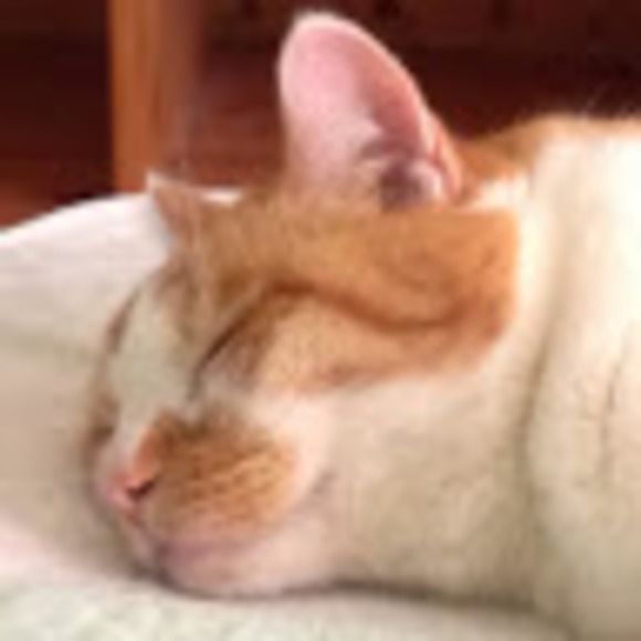 Profile Picture of Sheri Cantor (@litlcat) on Poshmark