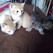 Profile Picture of Raul  Alejandro (@RaulAlejandro-q2t) on Youtube