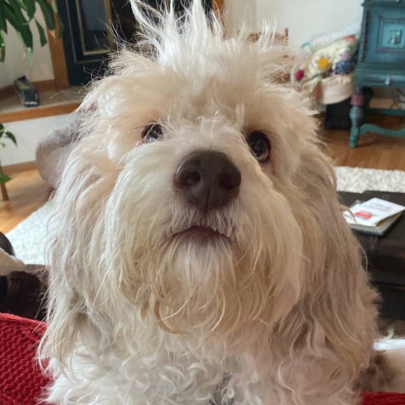 Profile Picture of Lisa Coffman (@lisacwc2) on Poshmark