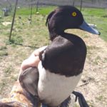 Profile Picture of l'éleveur Picard (@thomas.talbot.17) on Instagram