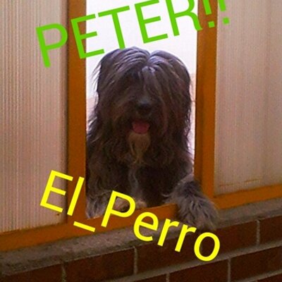 Profile Picture of PeterElPerro (@peter_perro) on Twitter