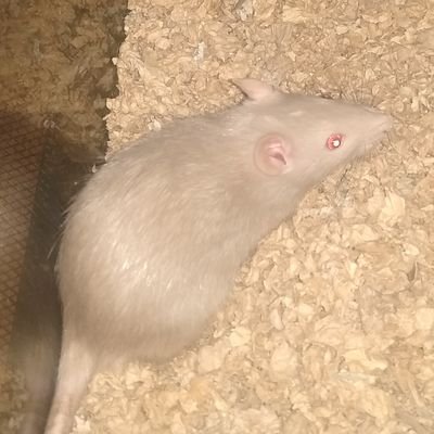 Profile Picture of Michael Fintel (@MrDarxmatter) on Twitter