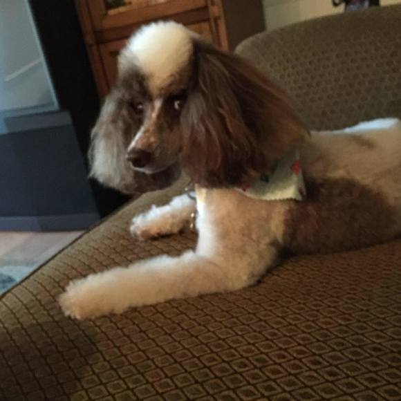 Profile Picture of Claudia Silverman (@claudiasil) on Poshmark