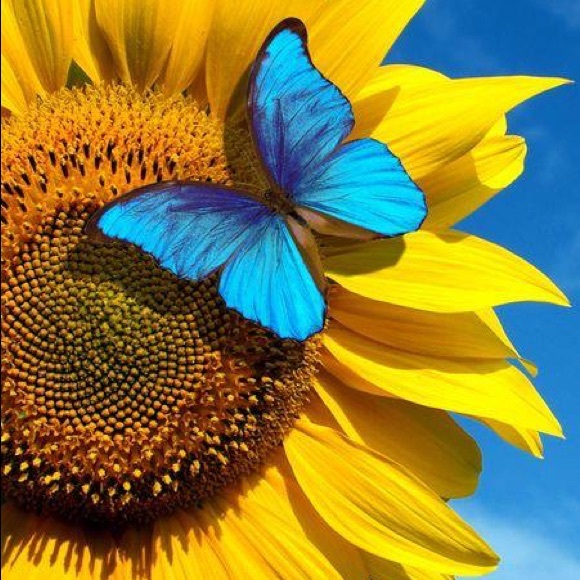 Profile Picture of Yanush S (@yana_sulza) on Poshmark