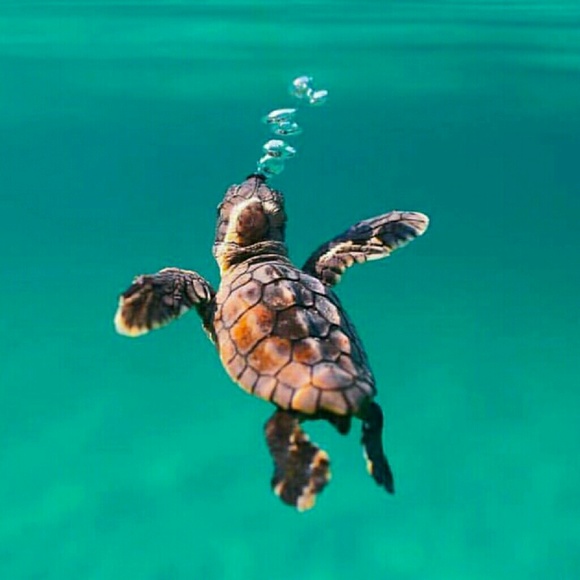 Profile Picture of Jacqy Mcdonald (@jacqygolob) on Poshmark