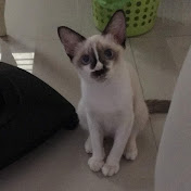 Profile Picture of Sudsiri Kiatniyomrung (@sudsirikiatniyomrung9957) on Youtube