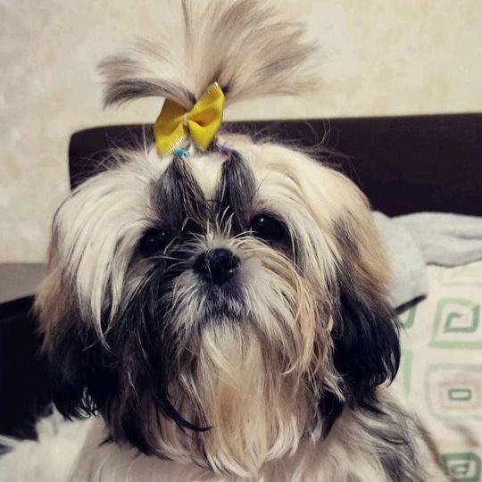 Profile Picture of lori_lorka (@lori_lorka) on Tiktok