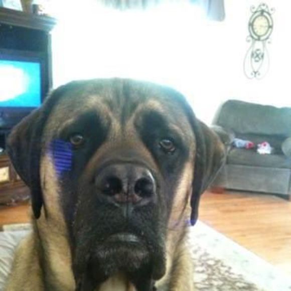 Profile Picture of Steve Guidetti (@steveguidetti) on Poshmark