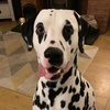 Profile Picture of Buddy (@@buddythedalmatian) on Tiktok