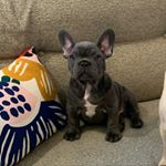 Profile Picture of Larry The French Bulldog (@larry_thefrenchie19) on Instagram