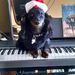 Profile Picture of Stephen Lessard (@roofnfools) on Pinterest