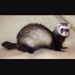 Profile Picture of Micah Brewer (@horace.brewer) on Instagram