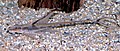 Profile Picture of Loricariinaeon Wikipedia