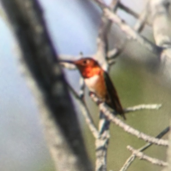 Profile Picture of Kyleigh Ochoa (@kyleighochoa943) on Poshmark