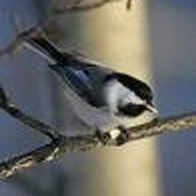 Joyce Spangler - Twitter Profile Picture of Joyce Spangler (@Baileyitgirl) on Twitter