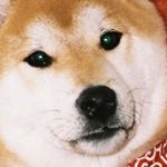 Profile Picture of 평택에서 온 김택 (@shiba_taek) on Instagram