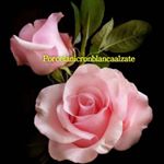 Profile Picture of Porcelanicron Blanca Alzate (@porcelanicronblancaalzate) on Instagram
