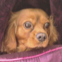 Profile Picture of Elysia Mason (@elysia-mason-1) on Quora