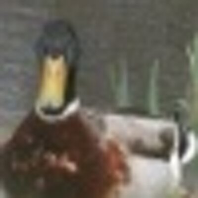 Profile Picture of Zachary Kaklamanos (@ZMoneyUNC) on Twitter