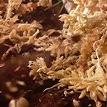 Profile Picture of peers_public_fears (@bumblebees_at_dawn) on Instagram