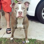Profile Picture of Tony Muse (@fcpcbullies) on Instagram