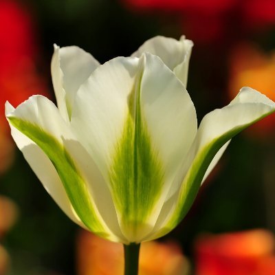 Profile Picture of Michael Mento (@MichaelMento) on Twitter