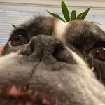 Profile Picture of Josie Hull (@_josie_hull) on Instagram
