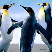 Profile Picture of Andrew Pearson (@andrewpearson8025) on Youtube