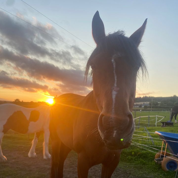 🐎 - Tiktok Profile Picture of 🐎 (@xlucy.bartonx) on Tiktok