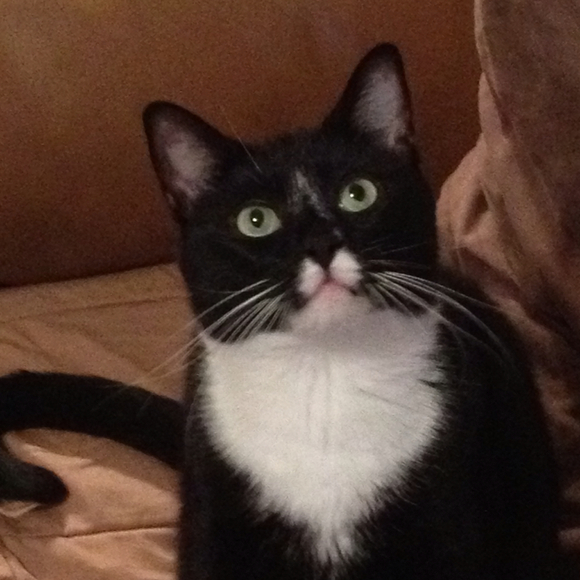 Profile Picture of Rebekah Faivus (@rfaivus) on Poshmark