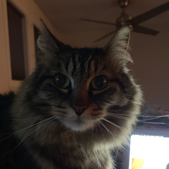 Profile Picture of Elle Hasu (@ellehasu) on Poshmark