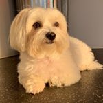 Profile Picture of Ken Weinstein (@ken.weinstein.58) on Instagram