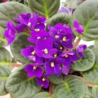 Sara Rahman - Facebook Profile Picture of Sara Rahman (@Sara-Rahman) on Facebook