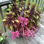 Profile Picture of Robin Caruana (@robincaruana2761) on Instagram