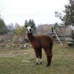 Profile Picture of Glen Rochel Totman (@Glen-Rochel-Totman) on Facebook