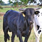 Profile Picture of Chase Sizemore (@cowboyup_20058) on Instagram