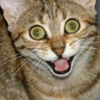 Profile Picture of Bree Rowe (@bree-rowe) on Quora