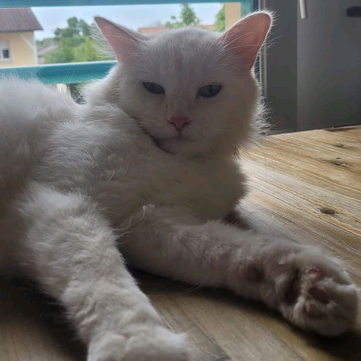 Profile Picture of cindy (@cindycailloux) on Tiktok
