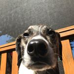 Profile Picture of Jesse (@furry_lizard) on Instagram