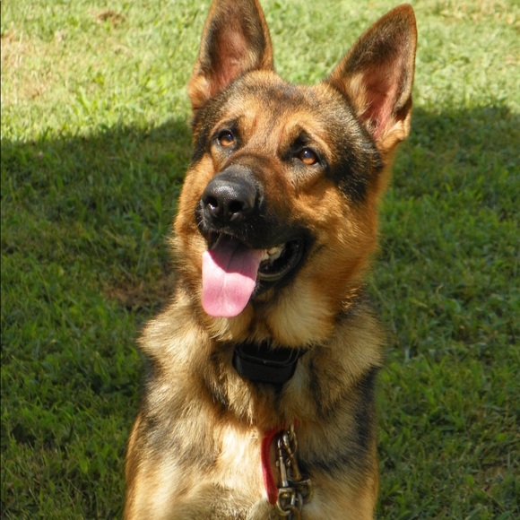 Profile Picture of Efraim Santos (@gsdog) on Poshmark