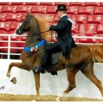 Profile Picture of Matt Flanary (@ridingroosters09) on Instagram