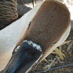 Profile Picture of Steve Albers (@stevealbers11) on Instagram