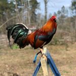 Profile Picture of Matthew Navarre (@t.m._gamefarm) on Instagram