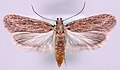 Profile Picture of Depressaria daucellaon Wikipedia