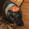Profile Picture of thomasfifer (@thomasfifer) on Tiktok