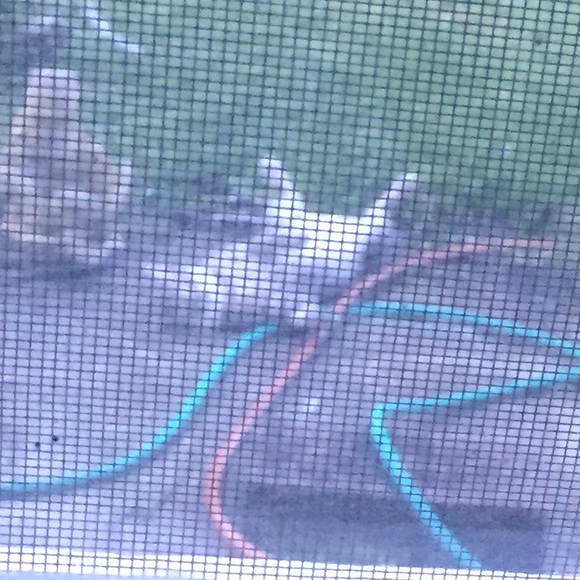 Profile Picture of Summer Busbee (@summerbusbee) on Poshmark