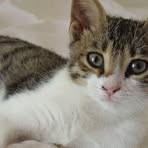 Profile Picture of John Iavarone (@jsicolts2) on Facebook