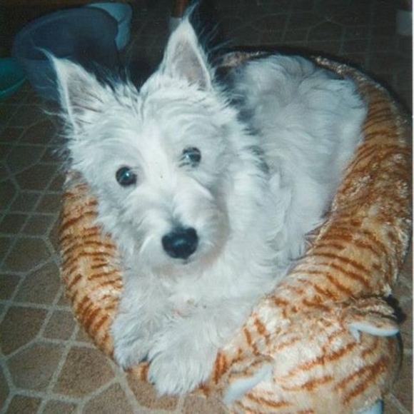 Profile Picture of Nancy Morrison (@bennystopcat) on Poshmark